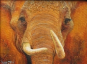 Tusks
