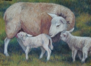 Lambing Time